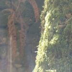 selva negra compostela bañodebosque (2)