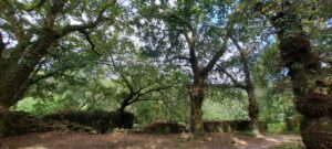 selva negra compostela bañodebosque (3)