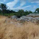selva negra compostela bañodebosque (5)