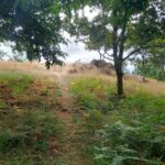 selva negra compostela bañodebosque (6)