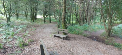 selva negra compostela bañodebosque (7)